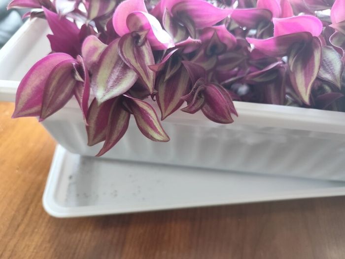 Large Tradescantia