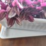 Large Tradescantia Image 2