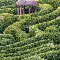 Box Hedging from 2.50 euro