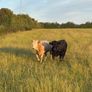 Cattle Image 9