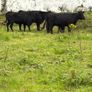 Dexter Cows for sale Image 3