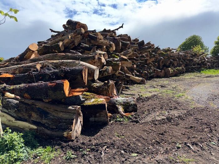 Timber
