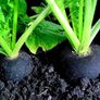 (R) Black Radish Runder Schwarzer Winter seeds 5g (123643) Image 2