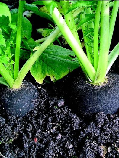 (R) Black Radish Runder Schwarzer Winter seeds 5g (123643)
