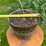Potted Salvia Hot Lips Image 3