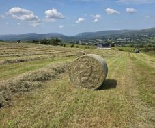 Hay