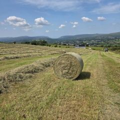 Hay