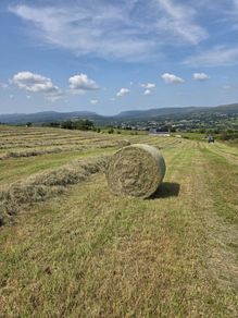 Hay