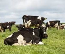 Milker - Dairy Farm Worker