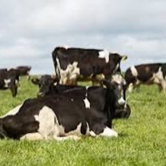 Milker - Dairy Farm Worker