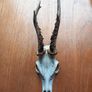 6 roe deer skulls Image 7