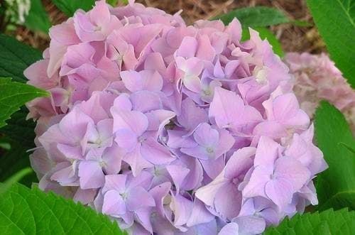 Hydrangeas