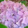 Hydrangeas Image 2