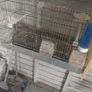 Cage Image 2