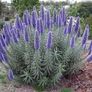 Extra large Echium Candicans - Pride of Madeira Image 5