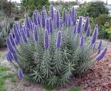 Echium candicans | Pride of Madeira