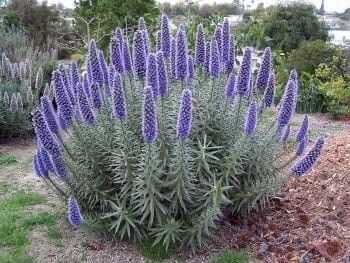 Echium candicans | Pride of Madeira