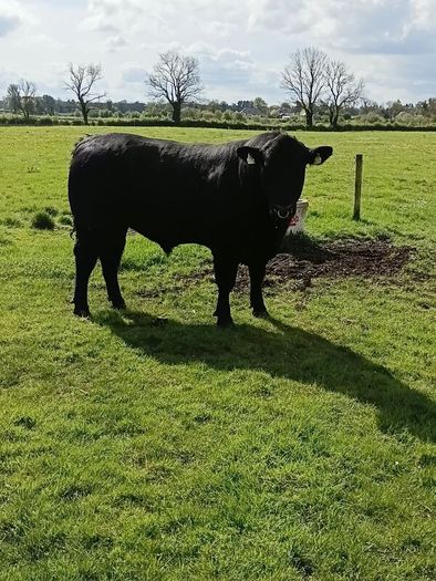 Angus bull