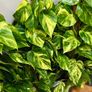 Epipremnum Golden Pothos with mosspole in 19cm pot and 80cm in height Image 3