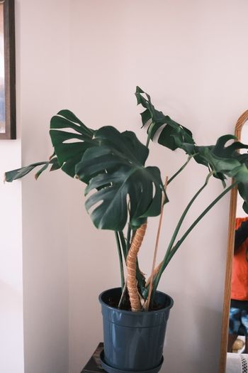 Large Houseplant Collection: 4 Monsteras, Rubber Tree & Giant Bird of Paradise