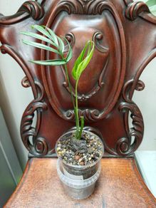 Monstera Subpinnata