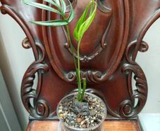 Monstera Subpinnata