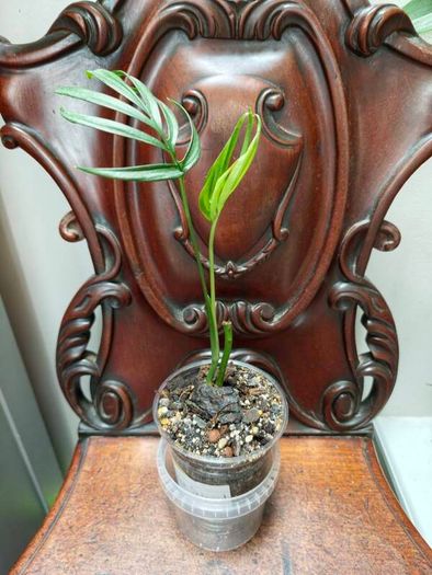 Monstera Subpinnata