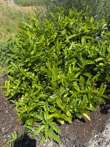 Laurel