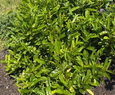 Laurel