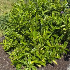 Laurel