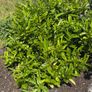 Laurel plants - Reduced to clear Image 2