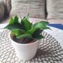 Small Sansevieria Hahnii in White Pot Image 3