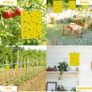 Sticky Fly Traps x10 Image 6
