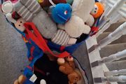 teddies