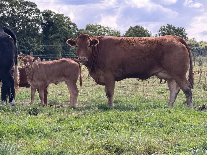 2 super cows and calves for tullamore mart