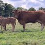 2 super cows and calves for tullamore mart Image 3