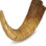 1/1  copy of a prehistoric megaraptor claw Image 4