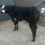 In Calf Heifers Oct 10th Ballinasloe Mart Image 10