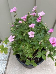Geranium