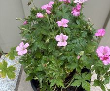 Geranium