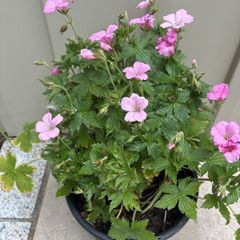 Geranium