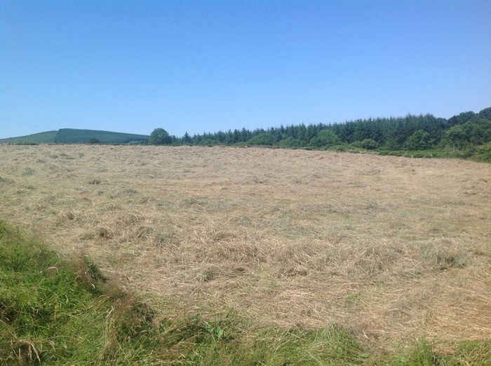 Small Square Hay Bales For Sale 3 euro each