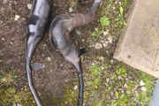 suki rgv 250 vj21 exhaust