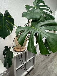 monstera