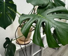 monstera