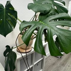monstera