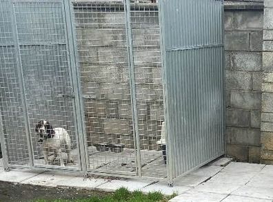 dog run