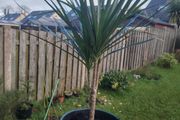 Plants