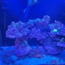 Aquaone Aquanano 60 [marine setup] Image 2