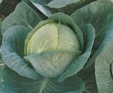 (C) Cabbage Megaton F1 seeds 30s (122523)